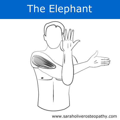 the-elephant